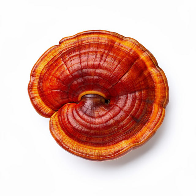 Reishi Mushroom