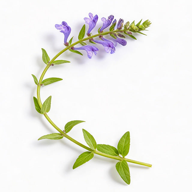 Baikal Skullcap Root 